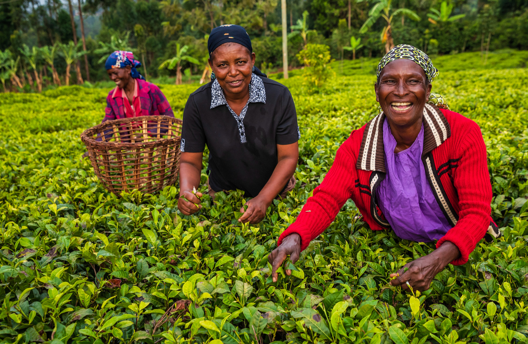 African women smiling and farming on a farm